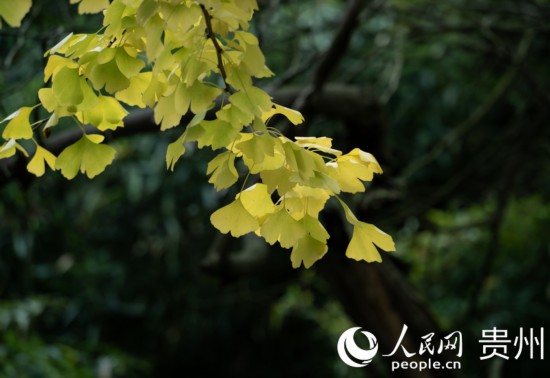 觀山湖公園秋意漸濃。人民網(wǎng) 陽茜攝