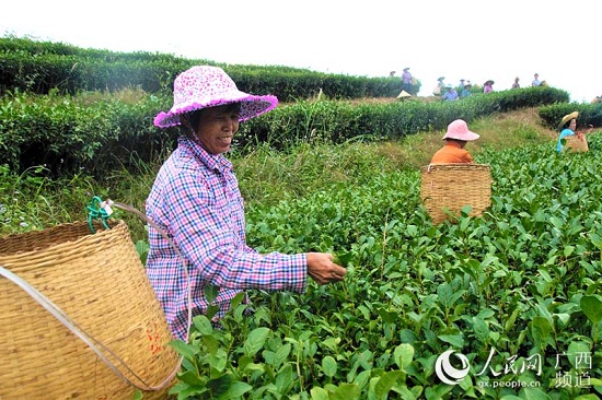 信良村茶葉種植基地里，婦女們在忙著采摘茶葉