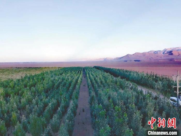 圖為格爾木境內(nèi)種植的綠樹(shù)?！「駹柲救诿襟w中心供圖
