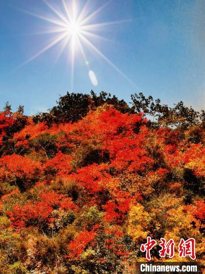 萬源市紅葉似火?！≈炱桨?攝