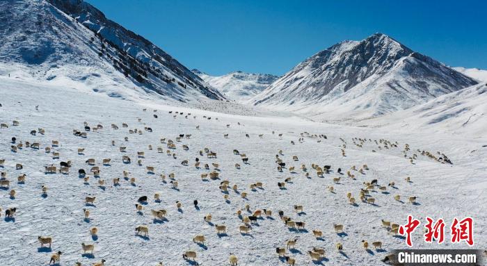 圖為羊群在雪地里覓食?！《继m縣融媒體中心供圖