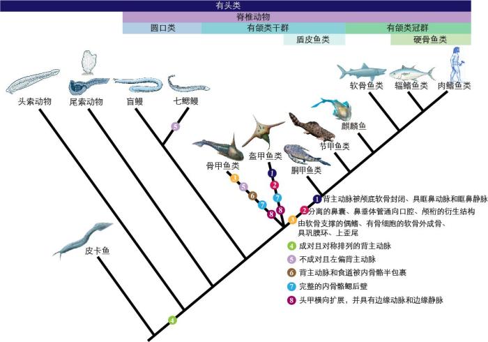 一些關(guān)鍵特征在脊索動物中的演化。　孟馨媛 繪圖 攝