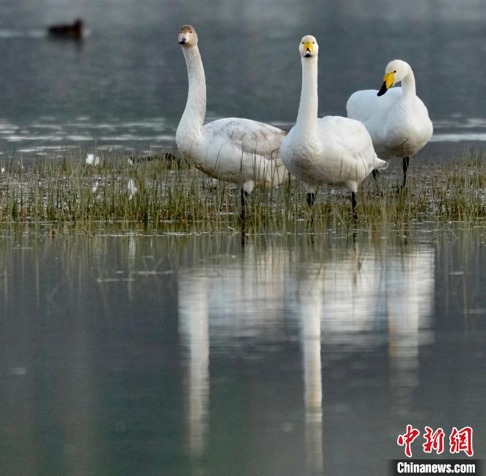圖為三只大天鵝?！±钣穹?攝