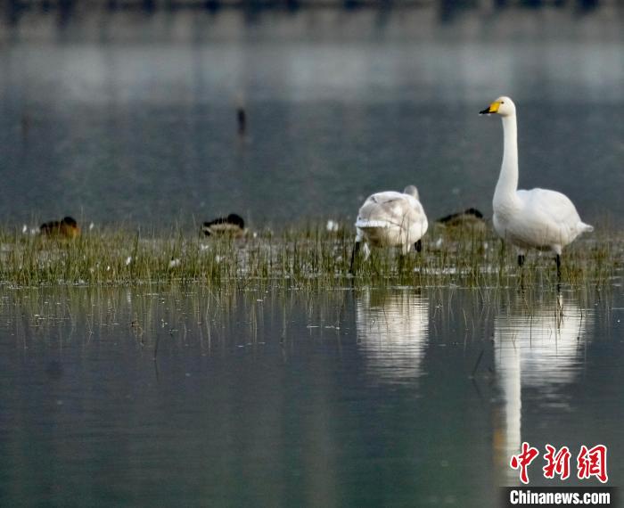 圖為一只大天鵝四處張望。　李玉峰 攝