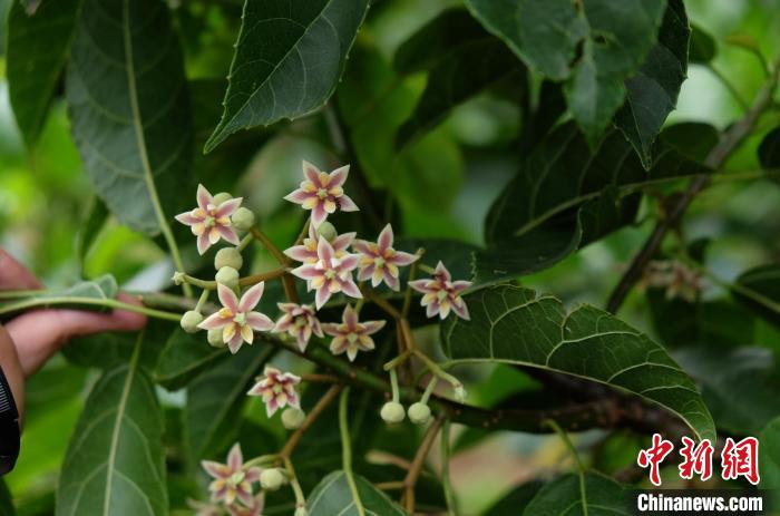 圖為古林箐近地保護(hù)的滇桐首次開(kāi)花。　李國(guó)云 攝