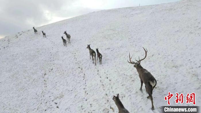 圖為馬鹿群在雪地里行走?！〔湃?攝
