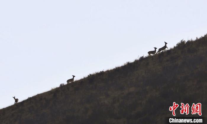 圖為狍鹿在山坡上漫步。　才項(xiàng)南加 攝