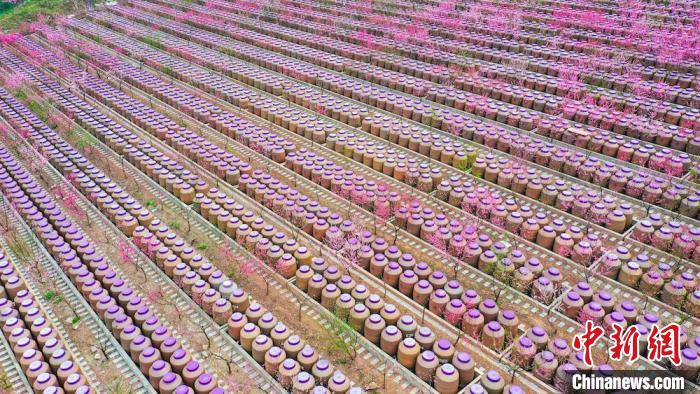 灼灼桃花惹人醉?！㈡?攝
