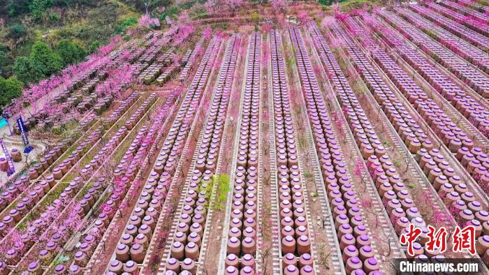 灼灼桃花惹人醉?！㈡?攝