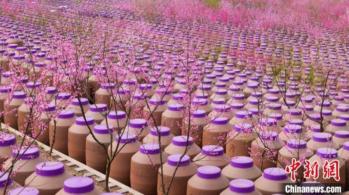 桃花和酒壇相映成趣?！∫足?攝