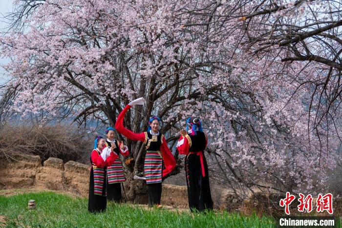 桃花樹(shù)下開(kāi)心玩耍的女孩們?！⒅铱?攝