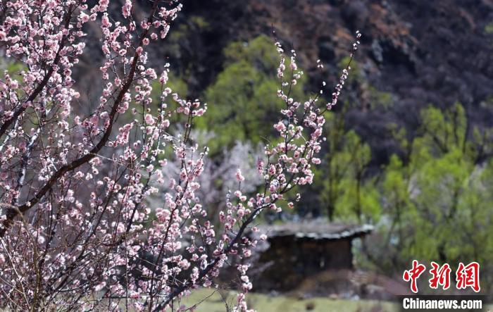白玉縣河谷間盛開的桃花?！“子袢诿?攝
