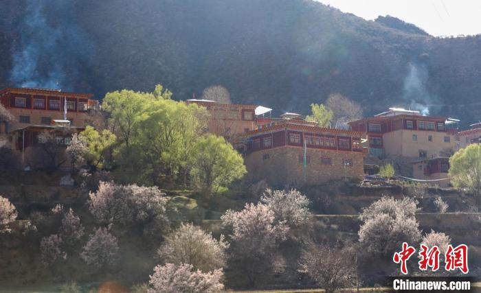 暖陽下白玉縣河坡鎮(zhèn)正在盛開的桃花與藏式民居?！“子袢诿?攝