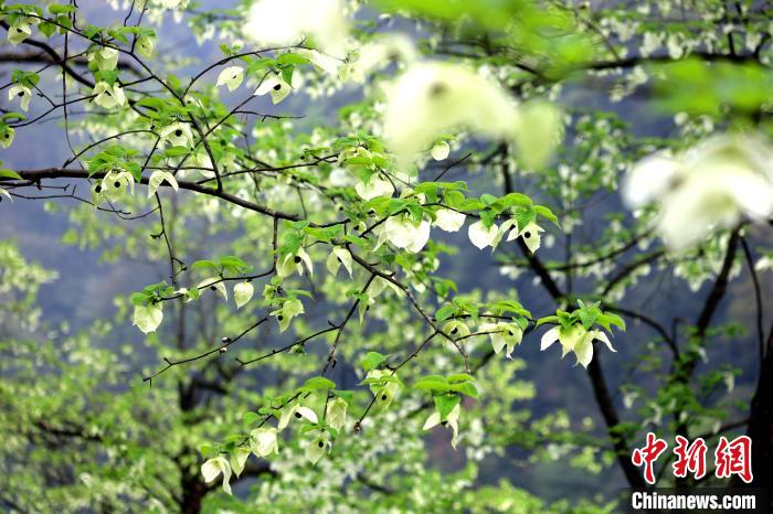 珙桐在春末夏初之際開花，花期較短?！螚?攝