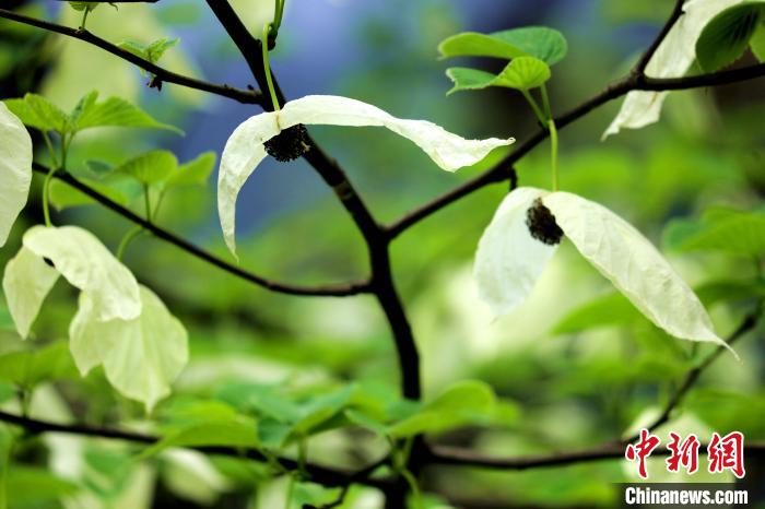 兩片潔白的花瓣隨風(fēng)搖曳就像飛翔的白鴿?！螚?攝