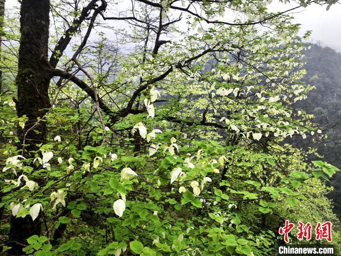 山谷兩側(cè)高大繁茂的珙桐樹?！螚?攝
