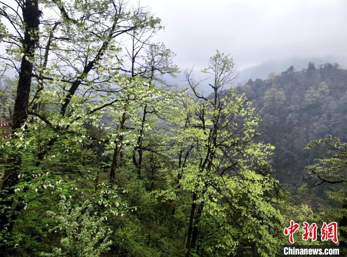 珙桐花朵潔白素雅，與青山雨霧融為一體?！螚?攝