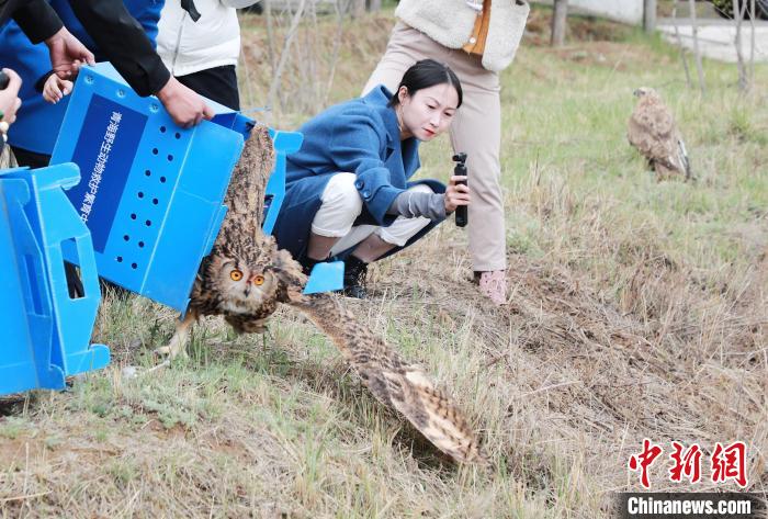 圖為西寧野生動物園救護的雕鸮在西寧市放歸大自然?！●R銘言 攝
