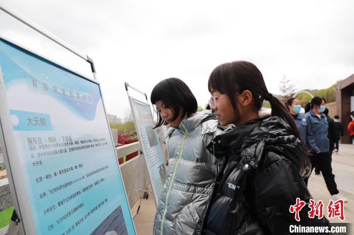 圖為學(xué)生通過展板了解青海常見鳥類?！●R銘言 攝