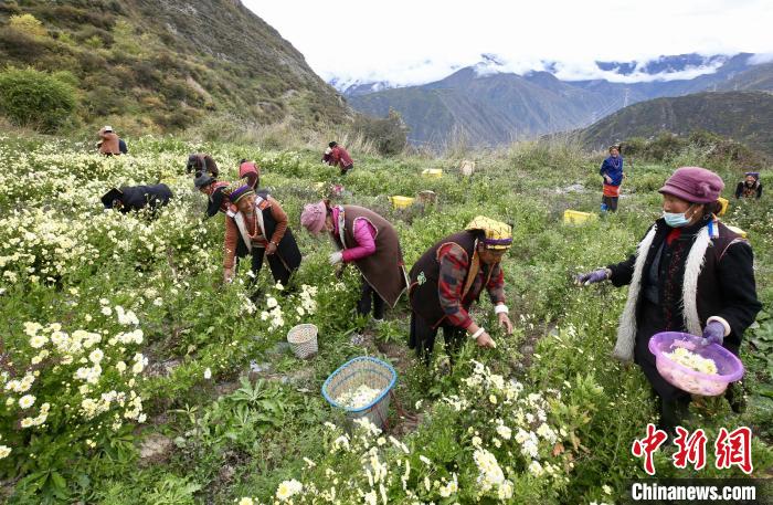 “落戶”黑水的杭白菊。桐鄉(xiāng)市宣傳部提供