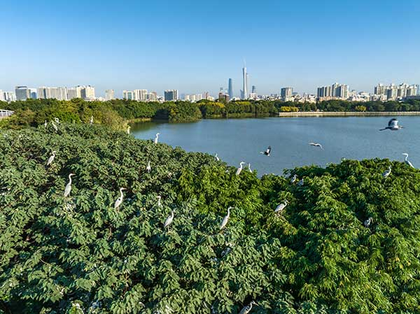 廣州海珠國(guó)家濕地公園一角。公園供圖