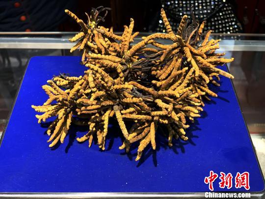 圖為冬蟲夏草?！O睿 攝