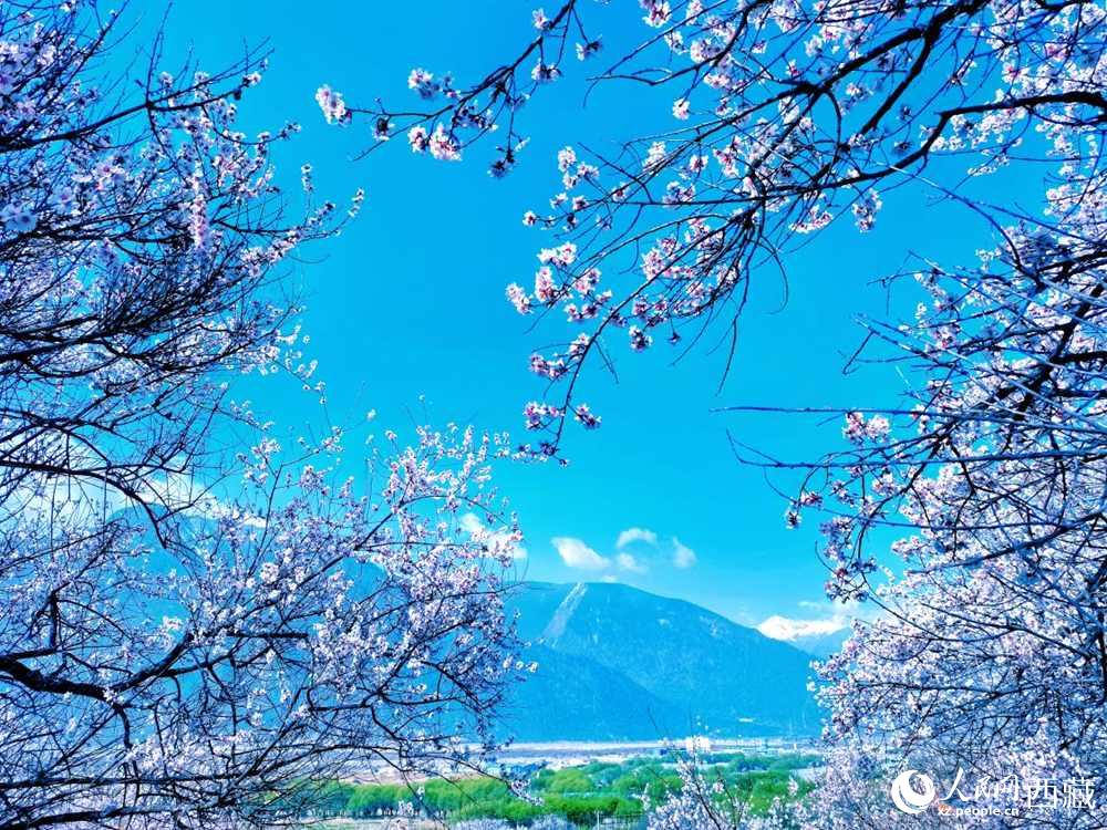 桃花在藍(lán)天白云的映襯下分外好看。人民網(wǎng) 李海霞攝