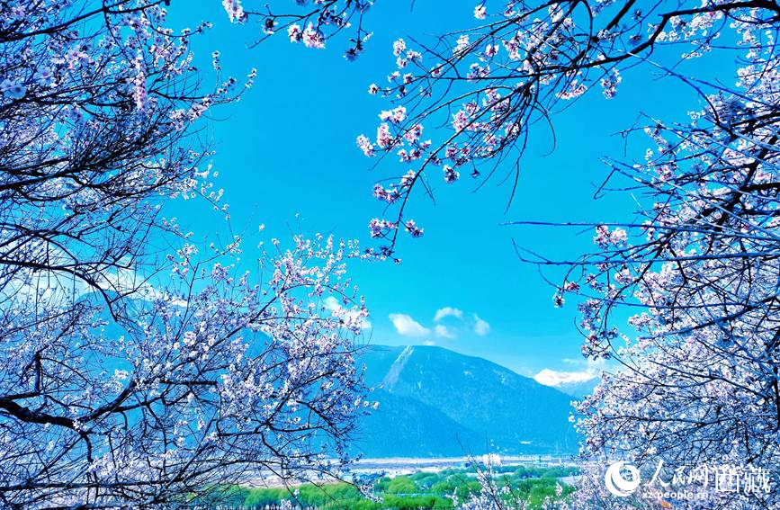 藍(lán)天與桃花相映成趣。 人民網(wǎng) 李海霞攝
