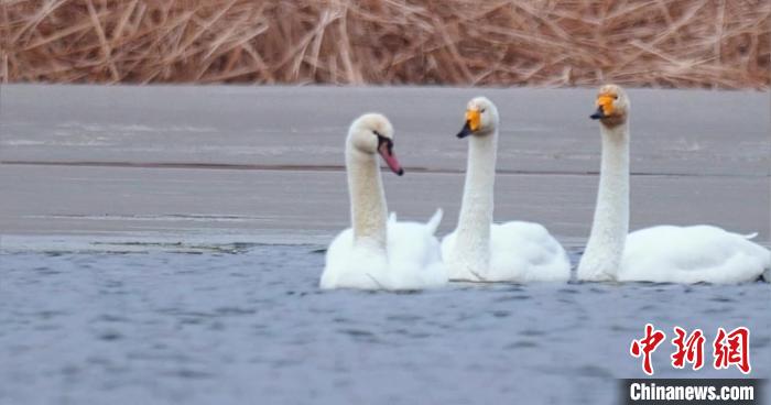 圖為疣鼻天鵝與大天鵝?！∏嗪?guó)家公園觀鳥(niǎo)協(xié)會(huì)供圖 攝