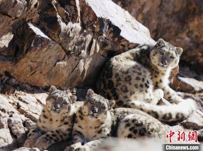 青海都蘭：雪豹、兔猻等多種珍稀野生動(dòng)物亮相