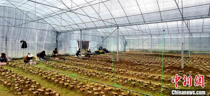圖為紅太陽科技示范家庭農(nóng)場組織民眾采收靈芝?！∑酱胪喙﹫D