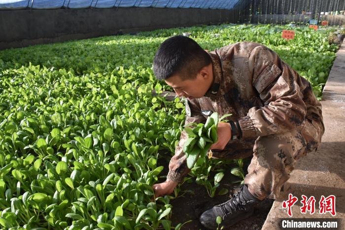 圖為阿里軍分區(qū)某邊防團(tuán)官兵在溫室摘菜?！￡悋[岳 攝